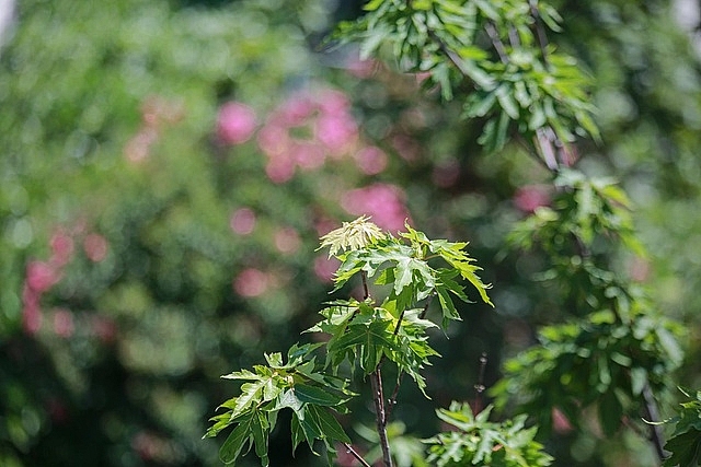 man nhan nhung con duong rop bong cay xanh o ha noi